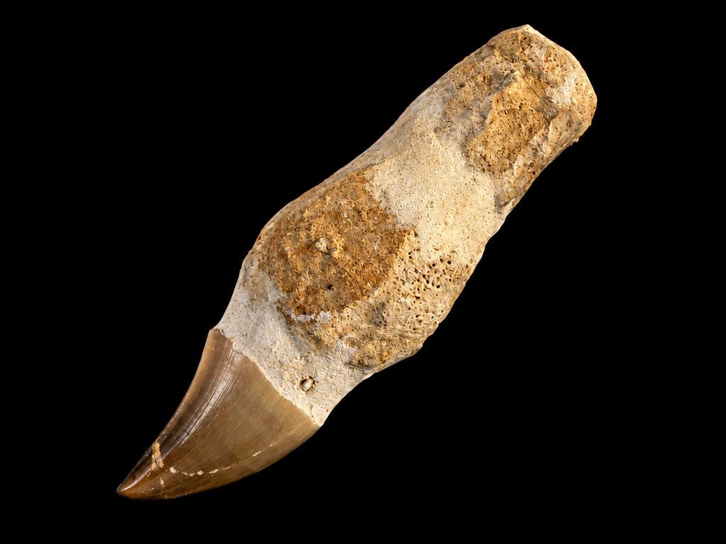 Mosasaur tooth on bone, macro detail