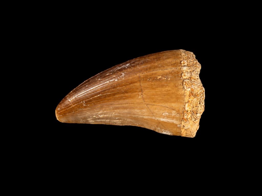 Mosasaur Tooth