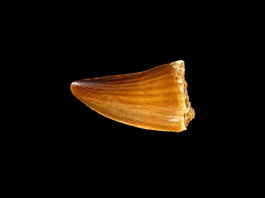Mosasaur tooth, macro detail