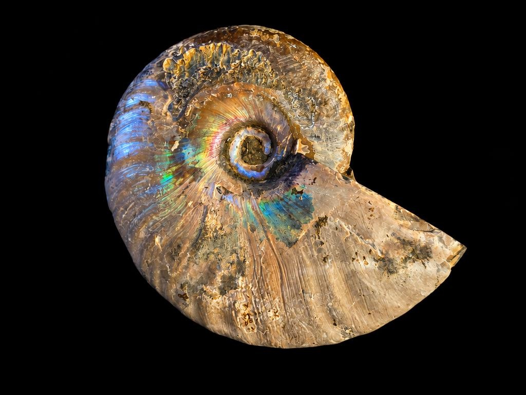 Opalised ammonite, angled view