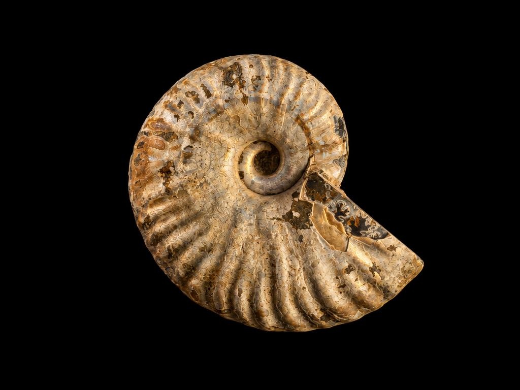 Opalised ammonite, macro detail