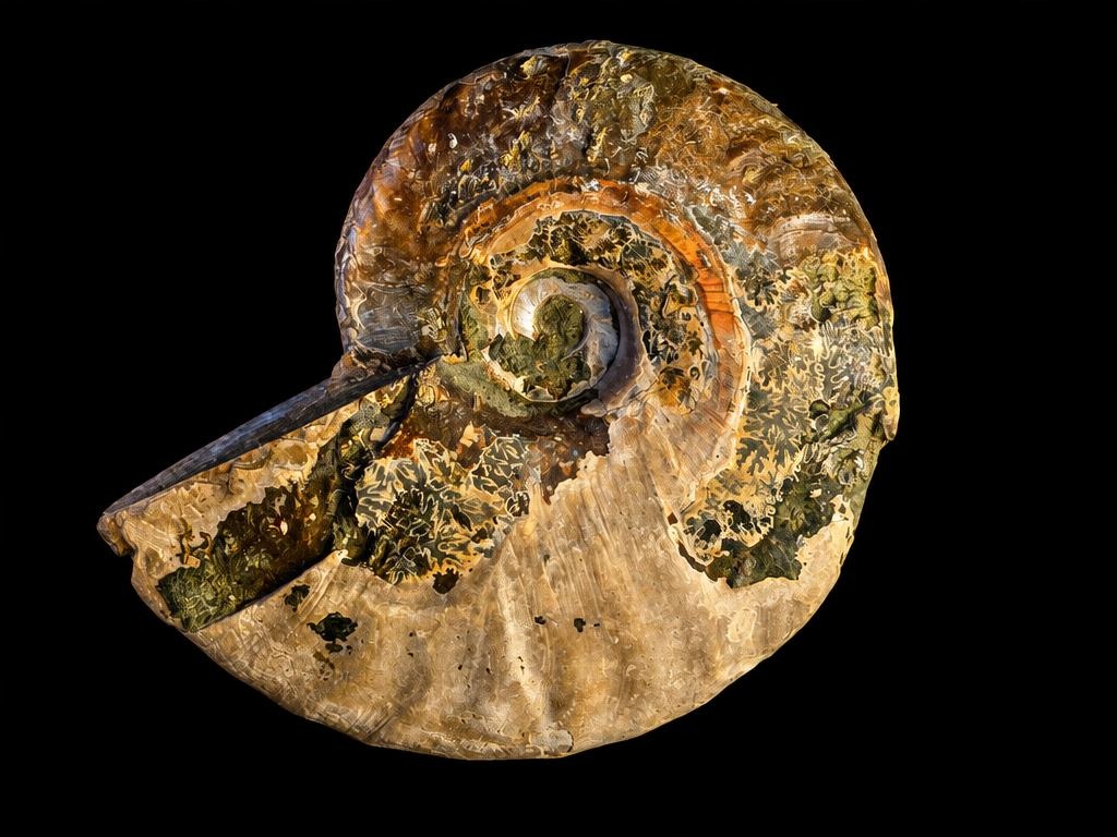 Opalised ammonite, alternate view